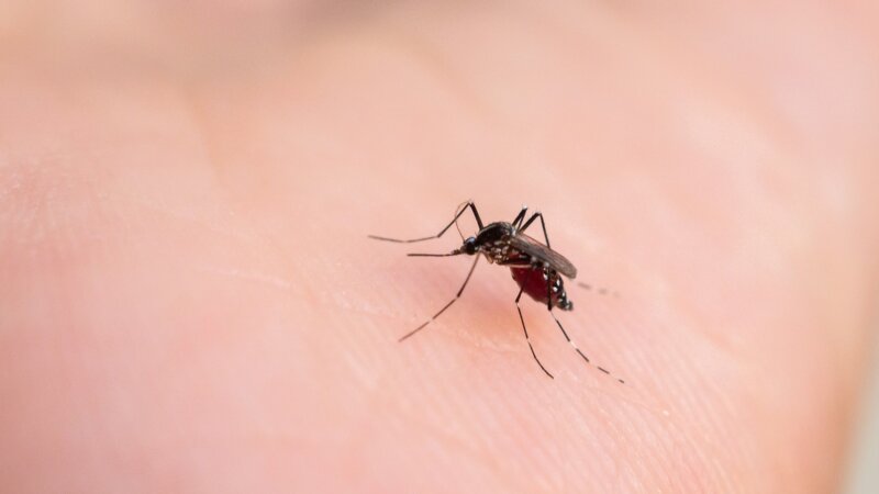 Dengue, chikungunya : les lâchers de moustiques sont-ils efficaces ?