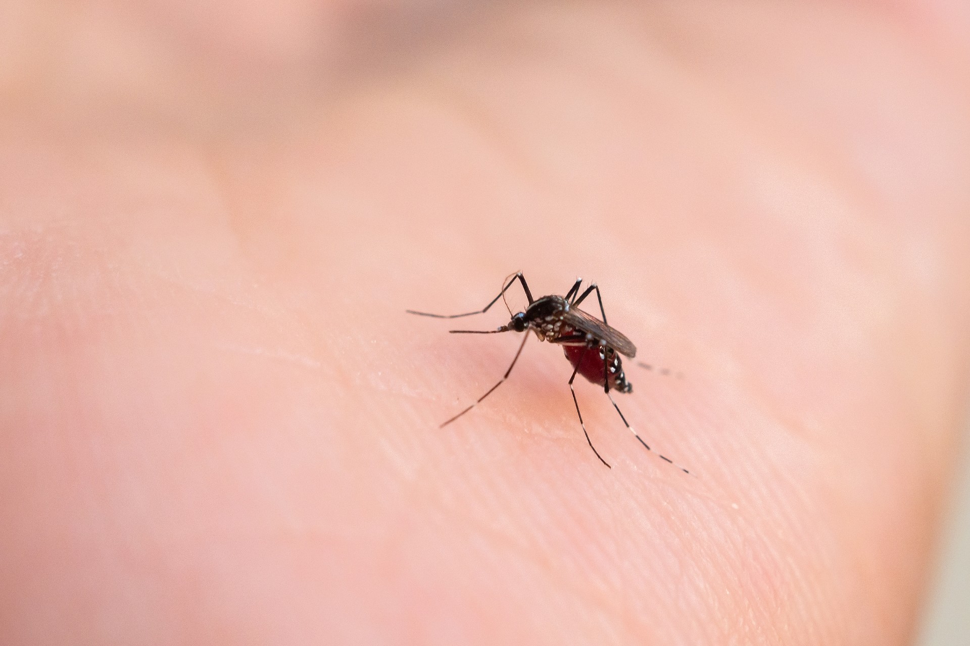 Dengue, chikungunya : les lâchers de moustiques sont-ils efficaces ?