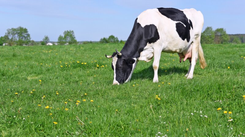 Nutrition : qu’est-ce que le lait de foin ?
