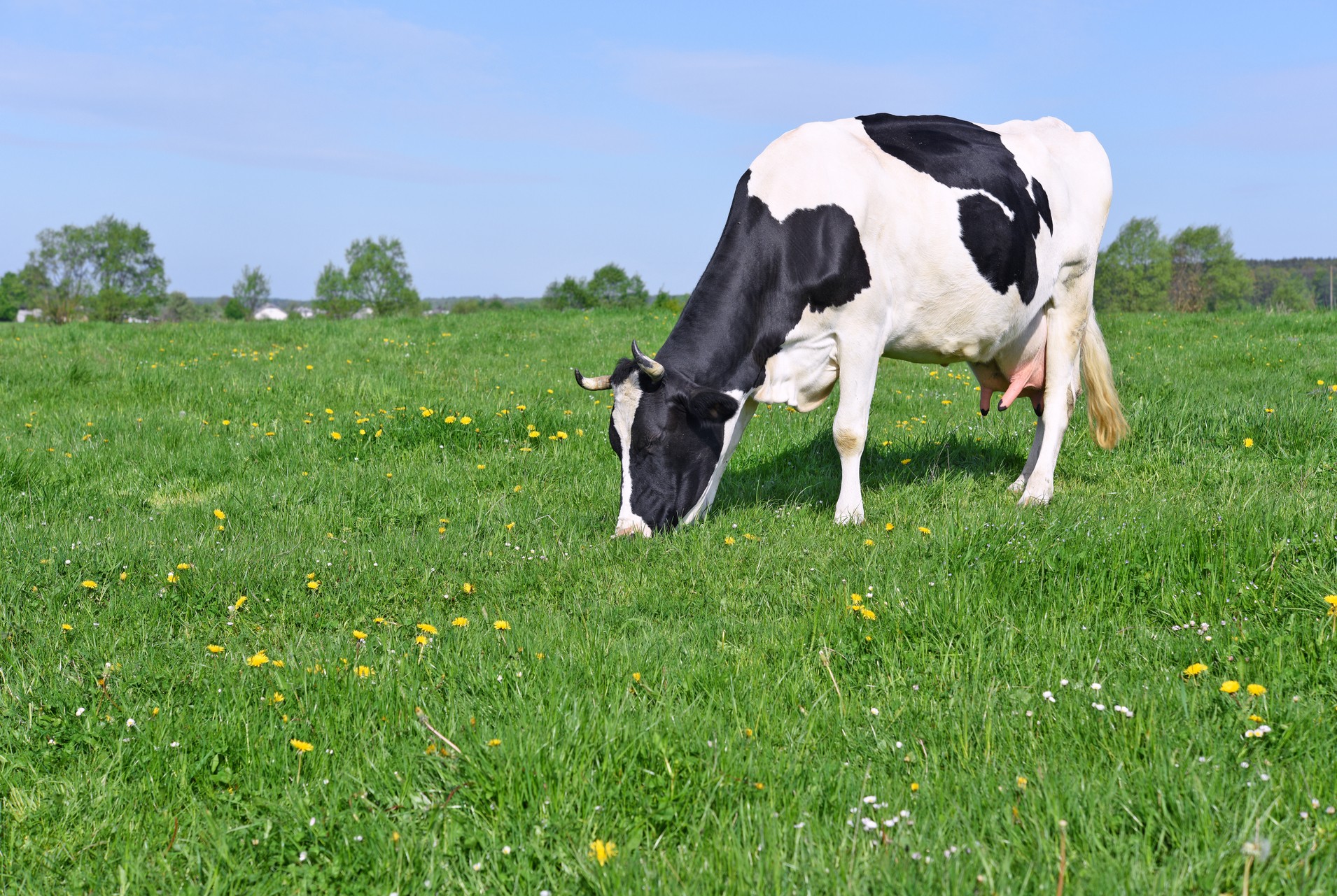 Nutrition : qu’est-ce que le lait de foin ?