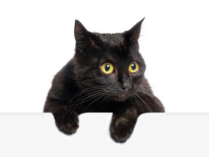 Superstitions : pourquoi, malgré la science, nous y croyons quand même un peu ?