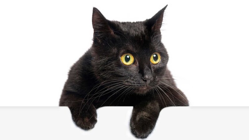Superstitions : pourquoi, malgré la science, nous y croyons quand même un peu ?