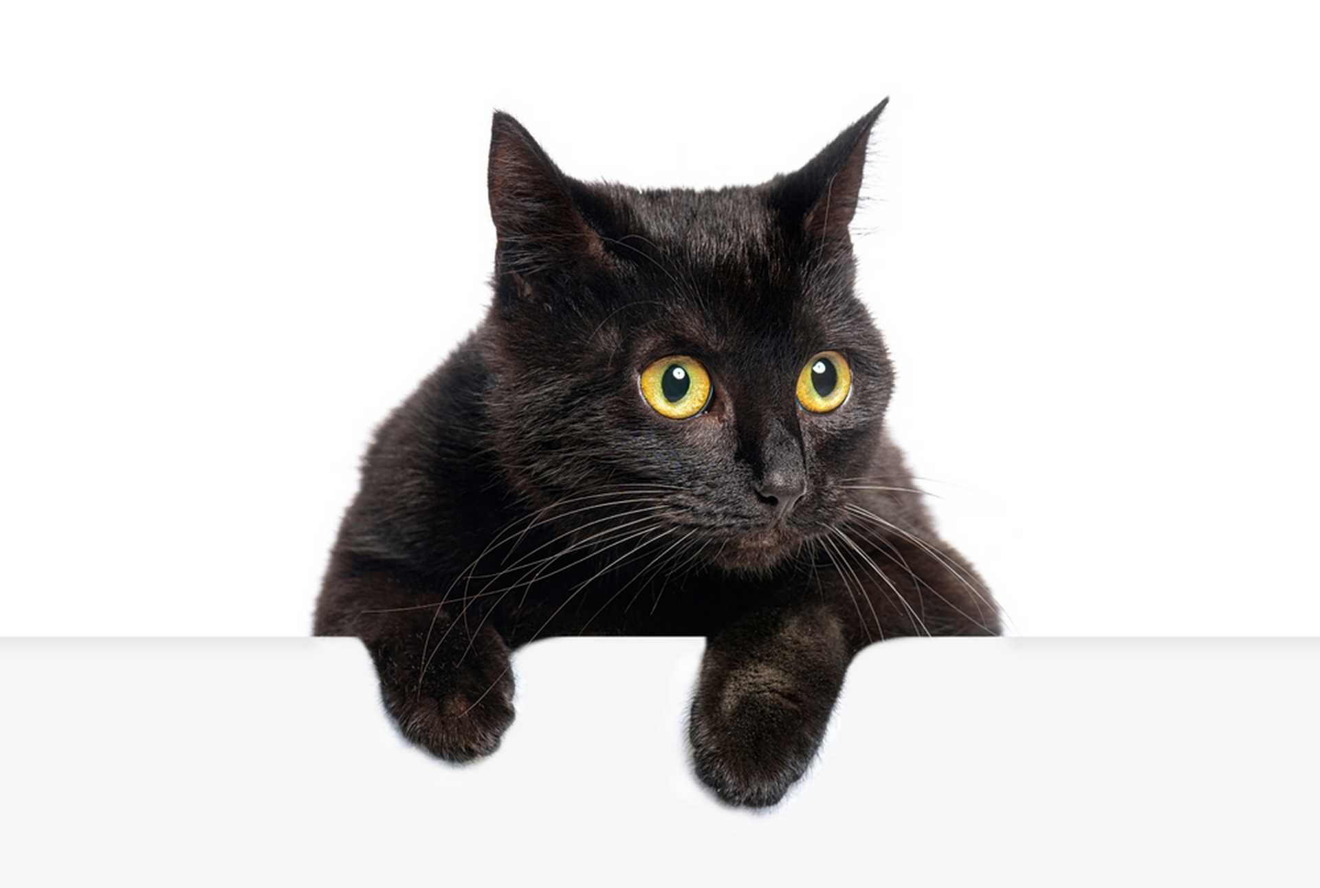 Superstitions : pourquoi, malgré la science, nous y croyons quand même un peu ?