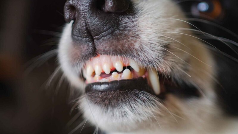 Un homme meurt de la rage à Perpignan