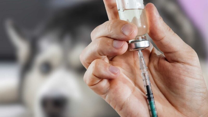 Faut-il faire vacciner son chien contre la grippe ?