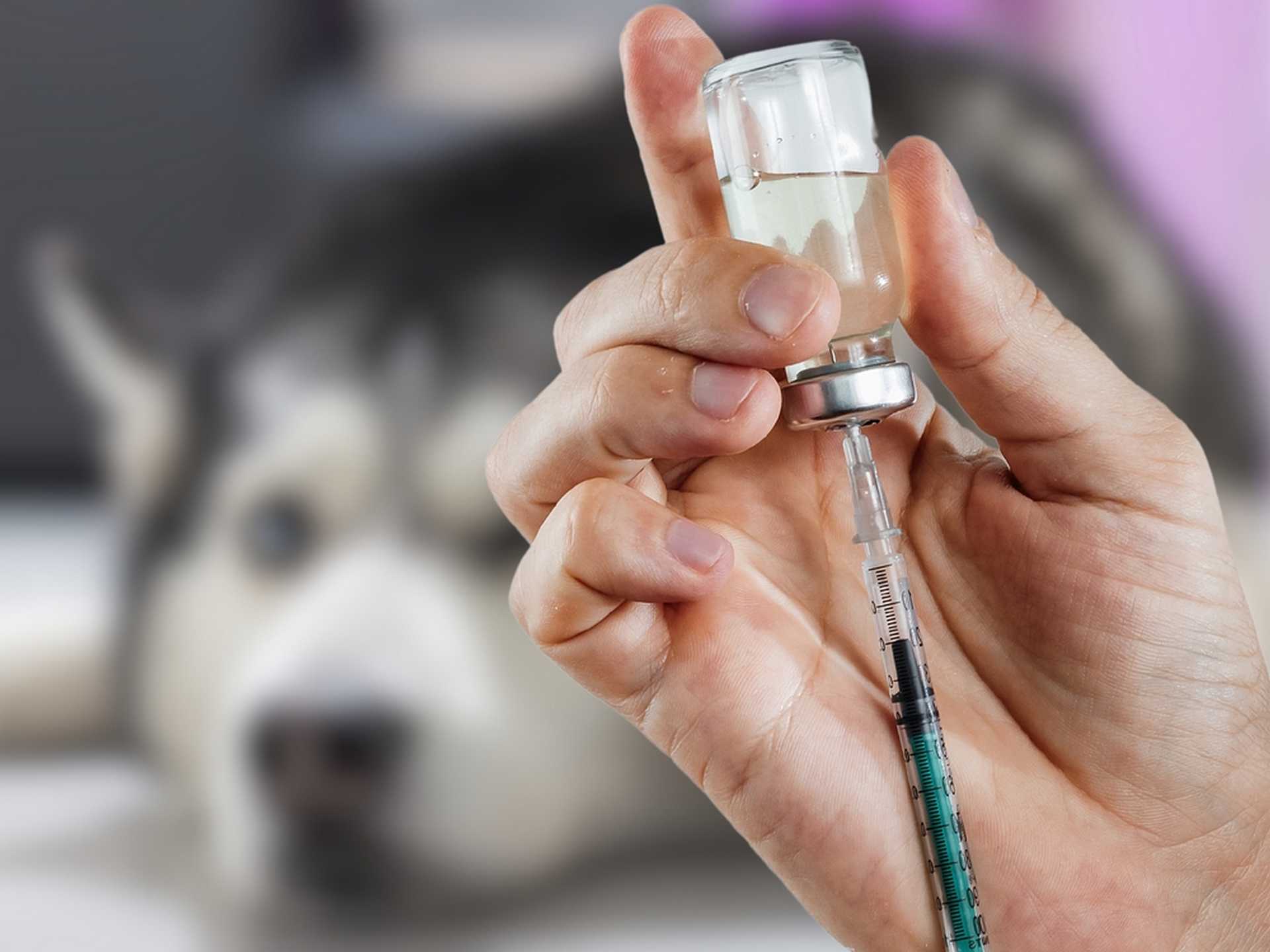 Faut-il faire vacciner son chien contre la grippe ?