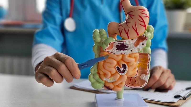 Pourquoi l’intestin grêle est-il si long ?