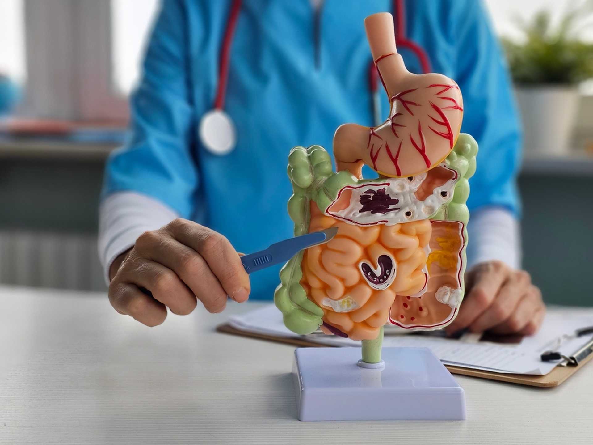 Pourquoi l’intestin grêle est-il si long ?