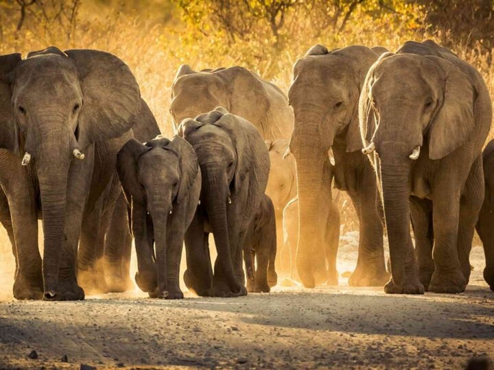 Eléphants, baleines… ce que les animaux imposants ont à nous apprendre sur le cancer