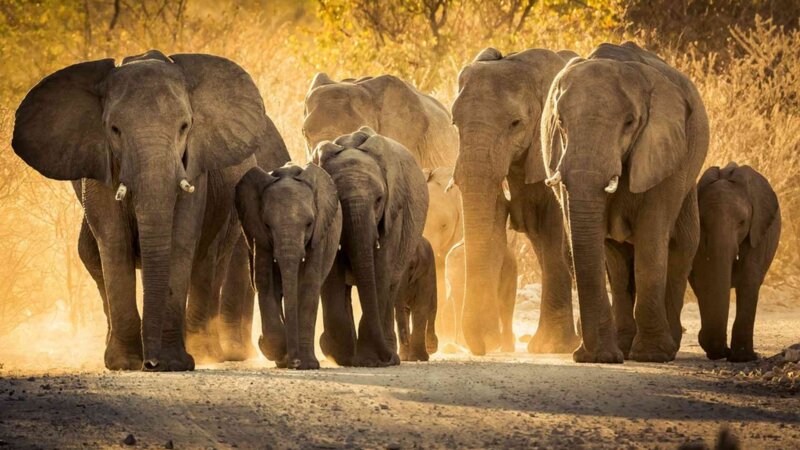 Eléphants, baleines… ce que les animaux imposants ont à nous apprendre sur le cancer