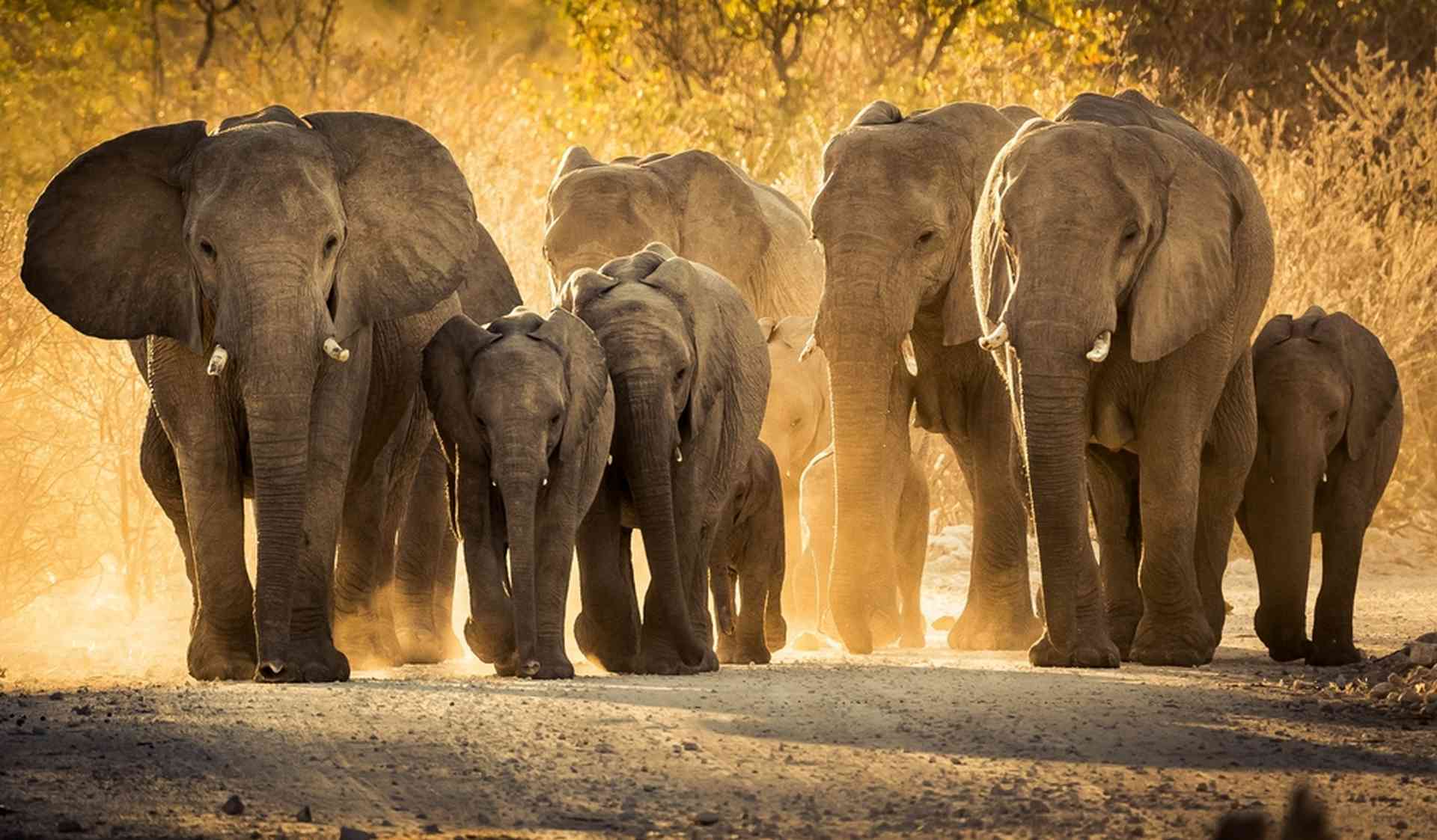 Eléphants, baleines… ce que les animaux imposants ont à nous apprendre sur le cancer
